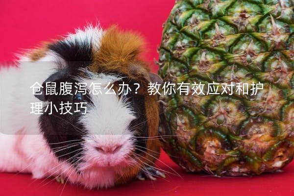 倉鼠腹瀉怎么辦？教你有效應(yīng)對和護(hù)理小技巧